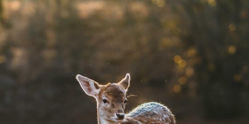 年货卡34：传统美食与节日商品的现代融合，解锁新春消费新场景