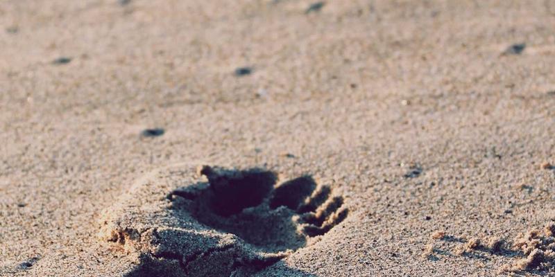 年货卡进阶指南：从传统美食到现代礼赠的智慧之选