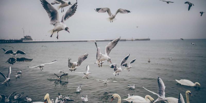春节礼物新选择：年货卡与传统美食礼盒的深度对比