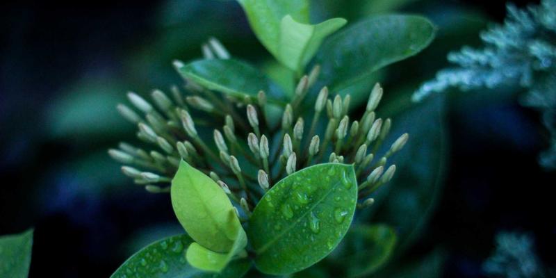 节日采购新思路：用年货礼品卡激活混合办公团队的凝聚力