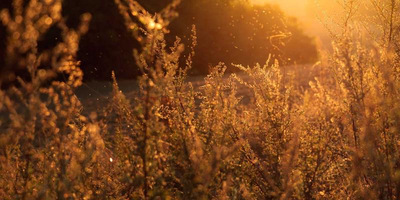 赛博朋克风格购物下的年货卡定价心理学：如何用数字魔法引爆节日采购